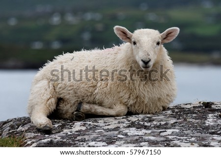 Sheep sitting on a rock on Lamb\'s Head Co Kerry Ireland