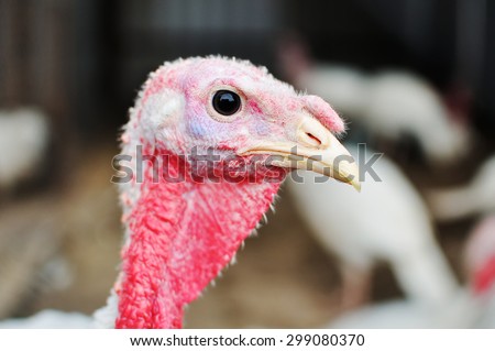 Farm of turkey-cocks. Portrait of an adult bird of a turkey-cock.