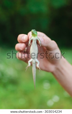 Green lizard in hands of the person. Small reptile. Sharping only on eyes.