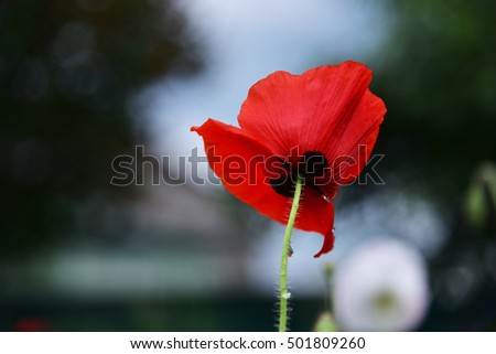 Glade with flowers of red poppy on a green blur background. Single wild poppy flower