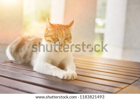 single young cat, wait and sit on a table in the outdoor
