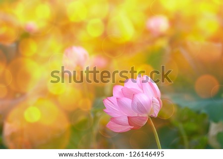 Lotus flowers in garden under sunlight.