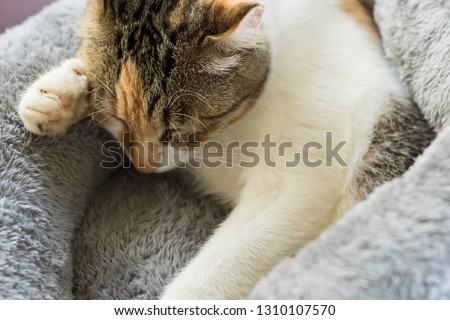 cat sleep at a nest at home