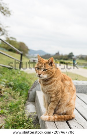 Ginger cat sit near the river in Kyoto, Japan.