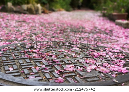 Falling cherry blossom petals on the sewer lid in Kyoto.