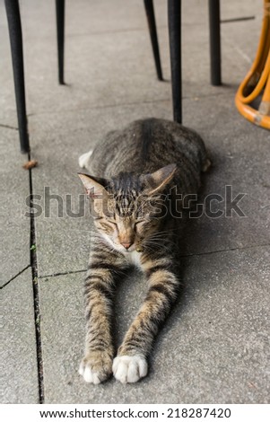 Tabby cat lying under the table to rest in the cat village of Houtong, Taiwan.