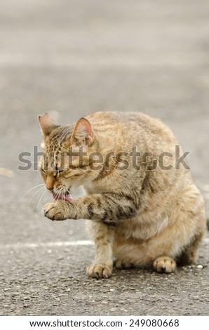 Cat cleaning and licking in outdoor.