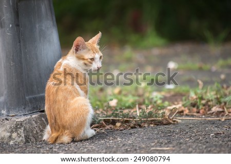 Little cat sitting on ground with sad expression.