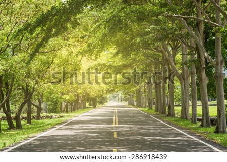 Landscape of straight road under the trees, the famous Longtien green tunnel in Taitung, Taiwan.