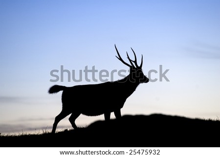 Silhouette of deer in the nature wild field, Taiwan.