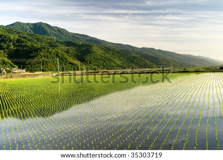 It is a beautiful green rice farm.