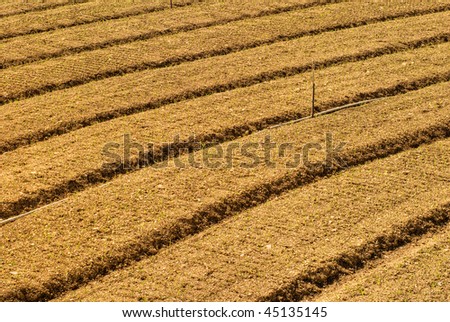 Background of farm with yellow pattern field soil.