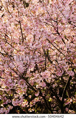Pink flowers of sakura tree in day of spring.