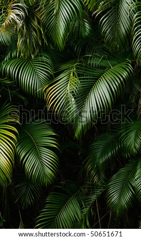 Landscape of rain forest leaf in tropical area.