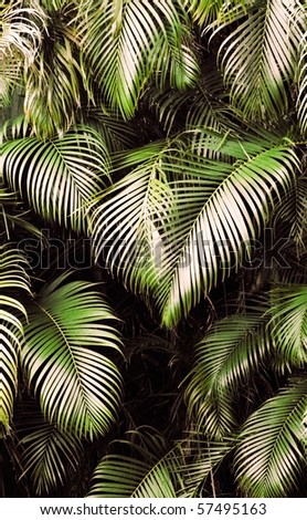 Jungle background of tropic rain forest tree and leaf.