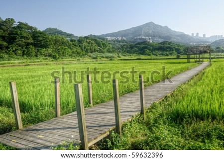 Rural scenery of rice farm in green color and yellow wooden bridge and small house in Taiwan, Asia.
