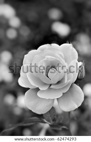 stock photo : Beautiful white beautiful white rose flowers. stock photo : Beautiful white