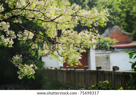 White flowers on tree with old Chinese traditional building, Chinaberry (melia azedarach), shot in Taiwan, Asia.