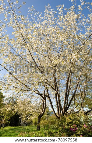 Sakura cherry blossoms of white flowers tree under blue sky in Alishan National Scenic Area, Taiwan, Asia.