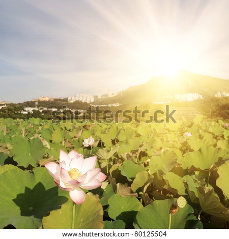 Lotus flowers farm with mountain and sunbeam in sunny day, landscape of nelumbo nucifera flowers.