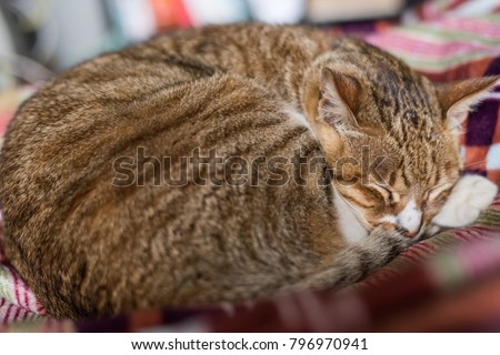 tabby fat cat lying on bed in house