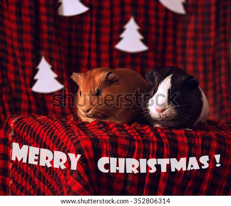 Christmas card with two guinea pigs