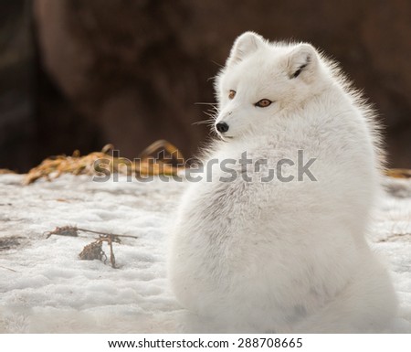 White fox or Arctic fox