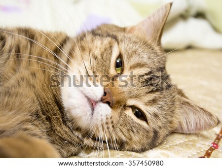A ginger kitten lying in his soft cozy bed on a white carpet, soft focus, isolated photo.
