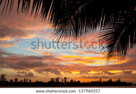 Colorful sunset with palm tree silhouettes and clouds over the city of Miami Florida