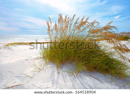 Summer Landscape With Sea Oats And Grass Dunes On A Beautiful Florida Beach In Late Afternoon