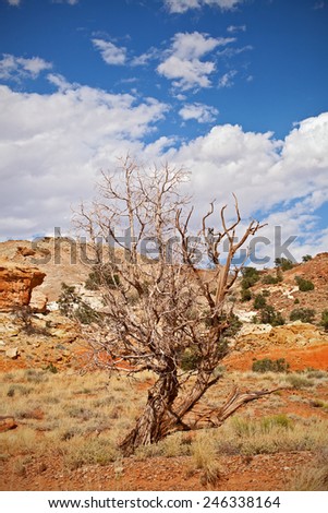 Tree in the red desert of Southwest USA, Capitol Reef National Park in Utah on a beautiful summer day with blue sky and clouds and colorful red rocks and sand of the desert