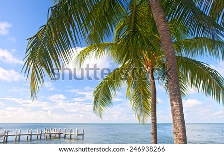 Palm trees, ocean and blue sky on a tropical beach in Florida keys near famous tourist destination Key West on a sunny summer day