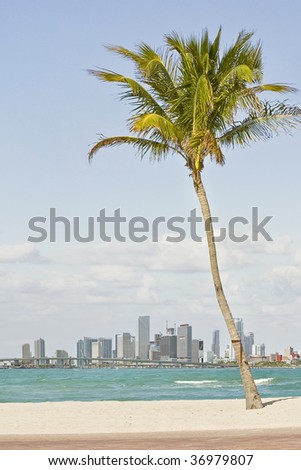 florida beaches with palm trees. florida beaches with palm