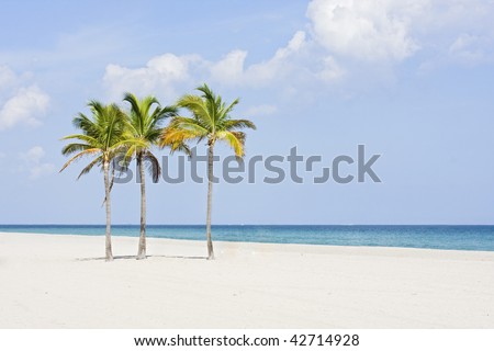 florida beaches with palm trees. florida beaches with palm