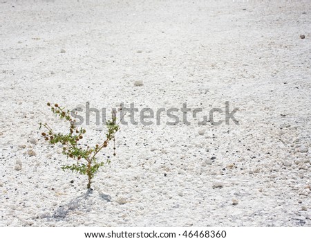 Small plant growing on a desolate gravel ground, persistence, power and strength in a dry desolate desert