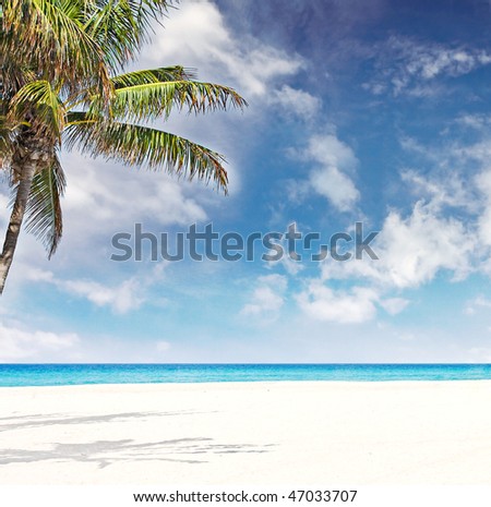 Tropical beach in Miami Florida with palm trees blue sky, white sand and clean waters of Atlantic Ocean