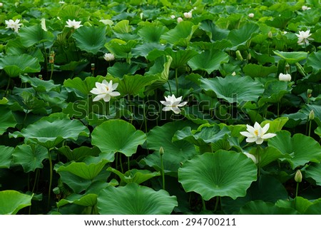 lotus,lotus park,lotus pond