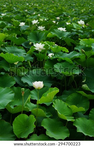 lotus,lotus park,lotus pond