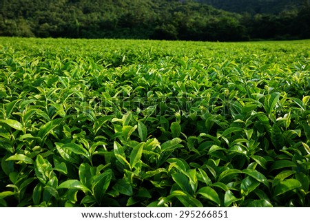 green tea,green tea farm