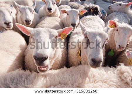 The photo of sheep very tightly and uncomfortable