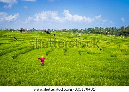 Terrace rice fields on a sunny day, Bali, Indonesia.