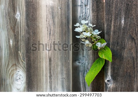 Wild flower on the weathered color nuetral wood fence. Space for text. Green, white and grey.