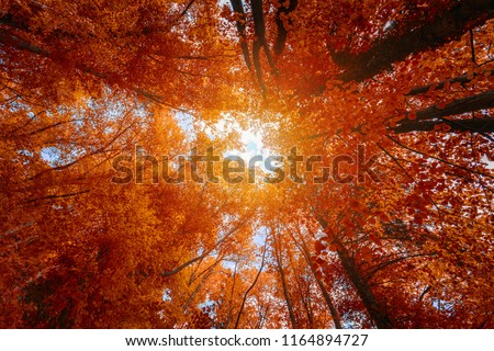 Colorful autumn treetops in fall forest with blue sky and sun shining though trees. Sky and sunshine through the autumn tree branches from below. Red autumn trees from beneath. Autumn foliage