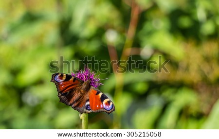 Beautifull red/orange butterfly on flower