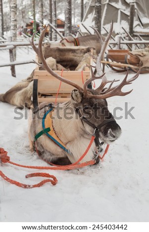 Christmas deer lying in the snow in a sleigh in Lapland.
