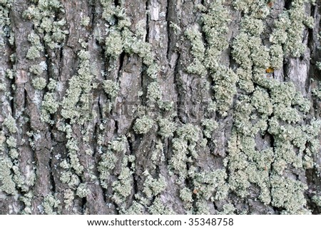 Green moss on cortex tree, texture background