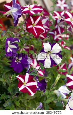 Decorative varicoloured striped flowerses in green herb