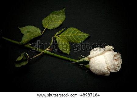 Blanching rose with green stem on black background