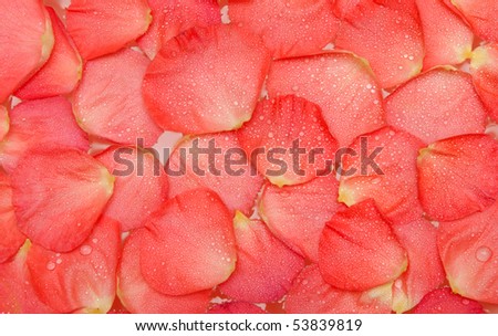 Dripped water on petal of the roses by background