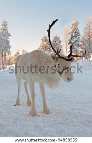 White Christmas deer in the background of snow-covered forest